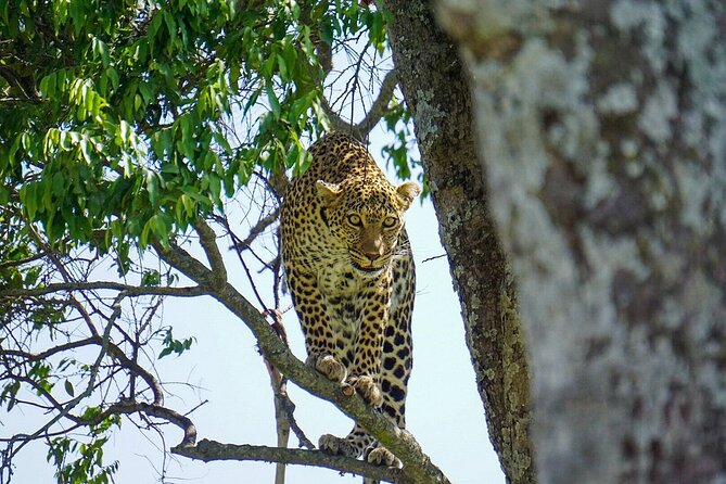 2 Days Masai Mara Private Safari From Nairobi