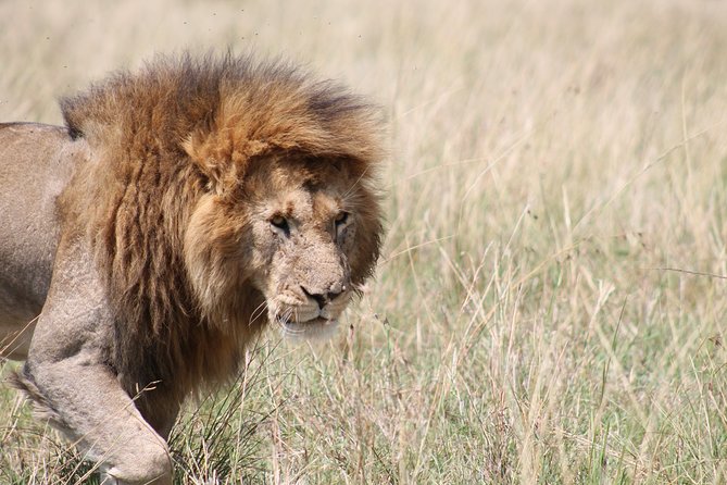 2 Days Masai Mara Safari