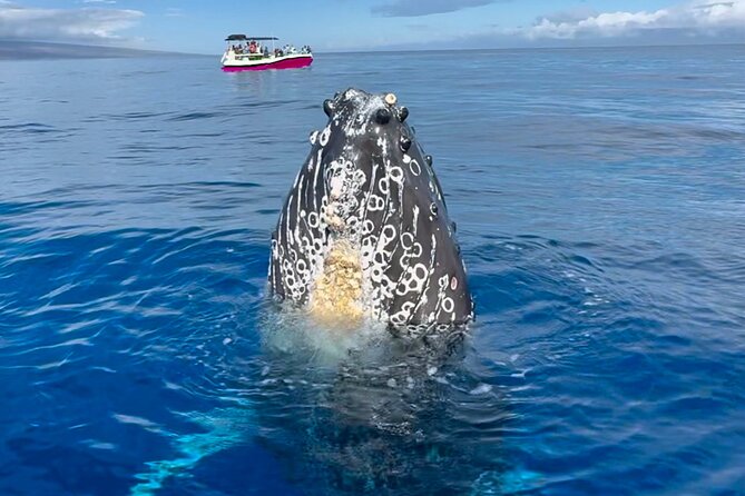 2 Hour Afternoon Lahaina Whale Watch - Overview