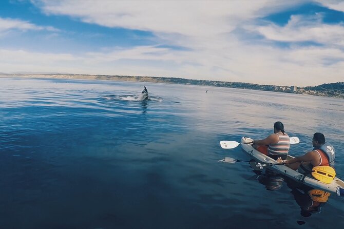 2 Hour Whale Watching Kayak Tour for Two