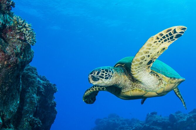 2 Tanks Scuba Dive Kauai From a Boat