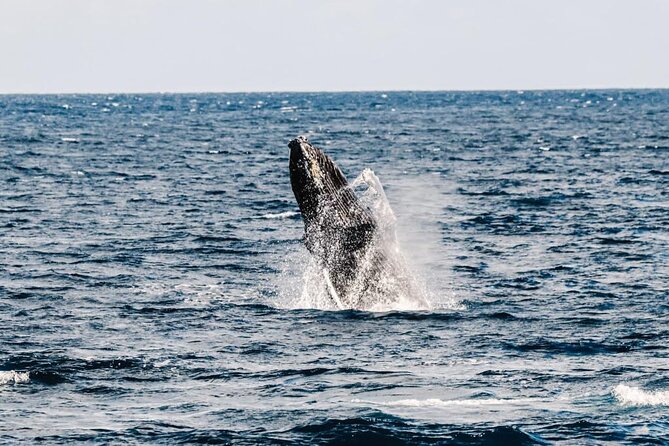 2Hour Whale Watching and Boat Cruise in Haleiwa Oahu Hawaii