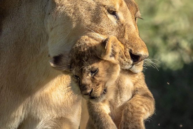 3-Day Safari to Ngorongoro, Tarangire & Lake Manyara NP - Included Experiences