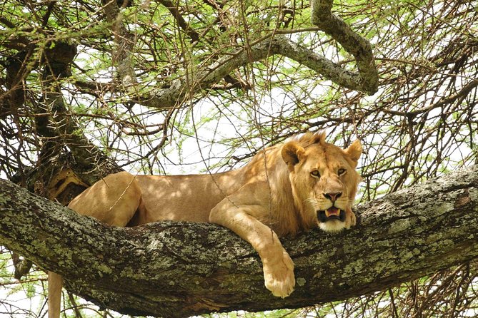 3-Day Safari Tour to Tarangire National Park, Lake Manyara National Park and Ngorongoro Crater From Arusha