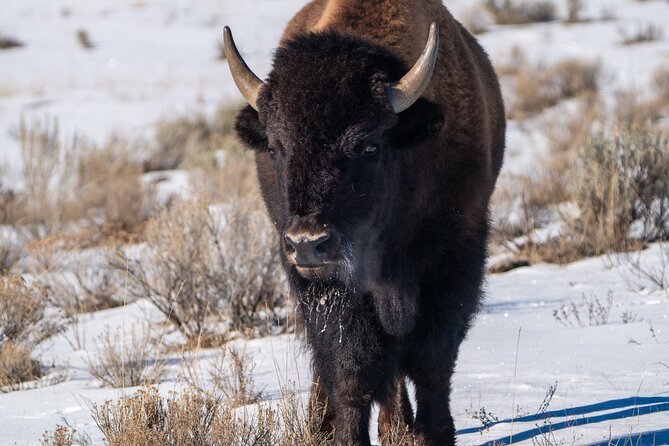 3 Day Wildlife Photography Tour in Yellowstone National Park