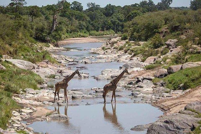 3 Days Maasai Mara Private Lodge Safari at Keekorok From Nairobi