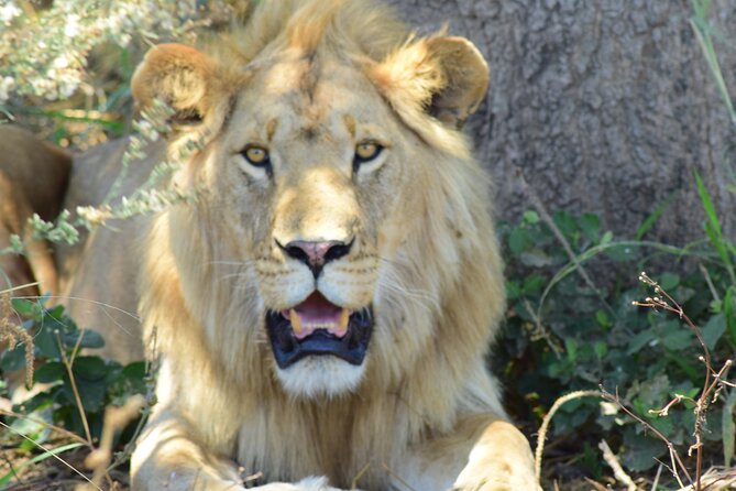 3 Days Tanzania Group Join Safari – Serengeti & Ngorongoro Crater