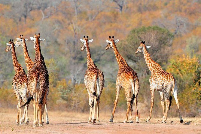 3-Days Tanzania Safari Tours
