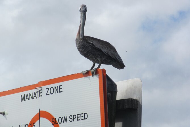 3 Hour Crystal River Wildlife Safari Boat Cruise - Explore the Crystal River