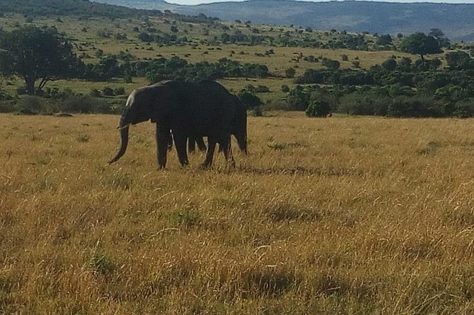 4 Days Maasi Mara-Nakuru National Park Budget Camping Safari