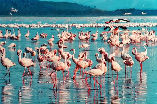 4-Days Masai Mara and Lake Nakuru Park Safari Tour – Joining Group Kenya Tour