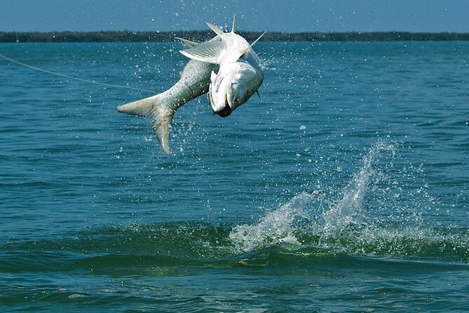 4 Hour Calm Water Inshore Fishing Charter in Sarasota, Siesta Key - Inshore Fishing in Sarasota and Siesta Key