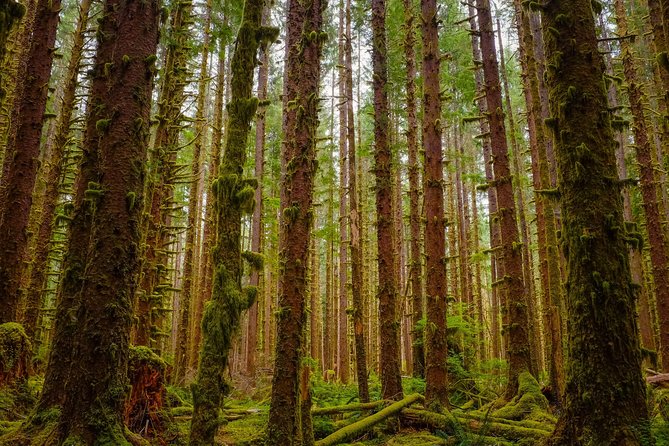 5-Day Olympic Backpacking – Hoh Rainforest and the Blue Glacier