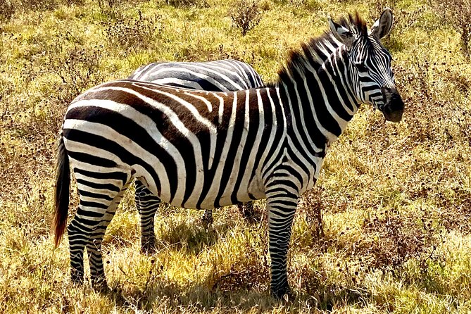 5-Day Private Safari in the Serengeti With Accommodation