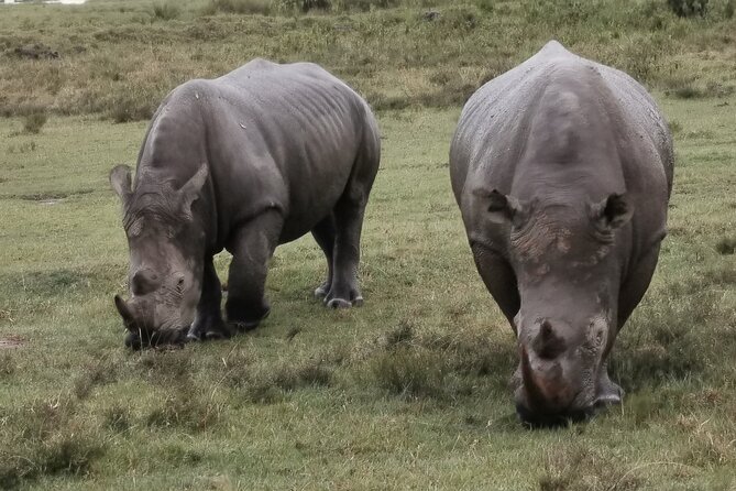 5-Day Safari in Maasai Mara, Lake Nakuru and Naivasha
