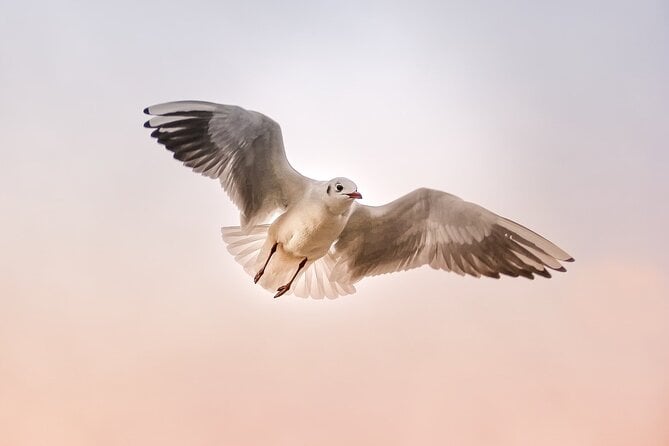 5-Days Discovering Birds of Portugal and Spain With Guide