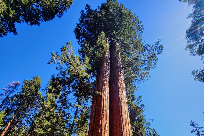5 Star Rated Sequoia National Park Tour