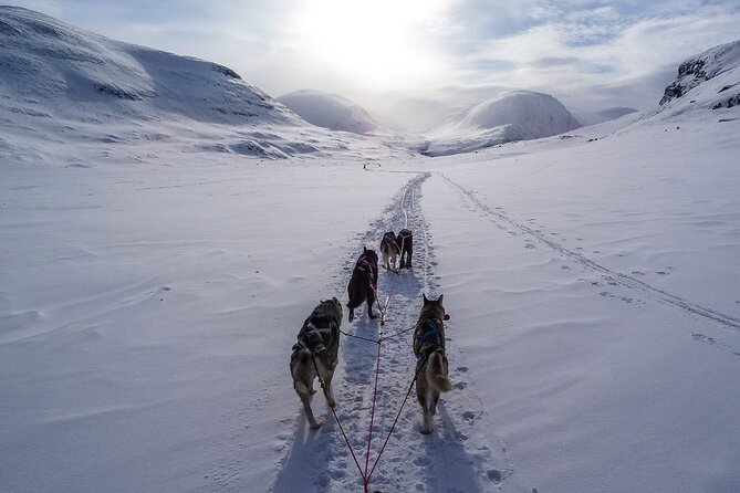 6 Day Winter Wonderland Tour in Yellowstone National Park