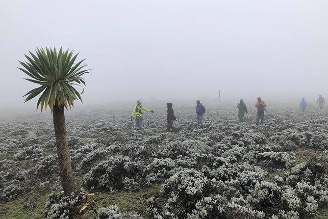 6 Days Bale Mountains Trekking