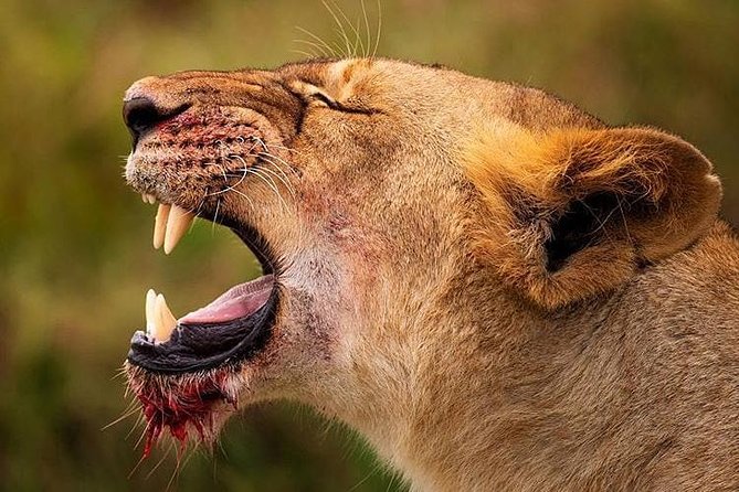 6 Days Tanzania Game Drive Camping Safari