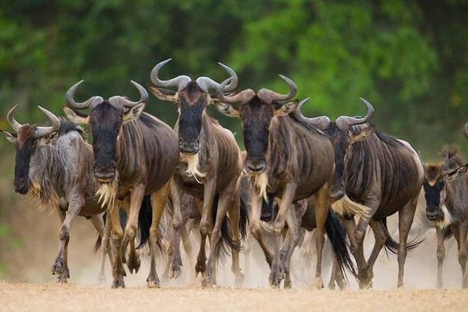 8 Days Great Migration – Grumeti River