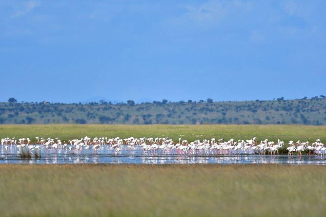 9 Days Samburu- Nakuru- Mara-Naivasha- Amboseli Wild Safari