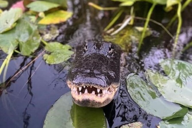 90 Minutes Private Everglades Airboat Ride in Miami