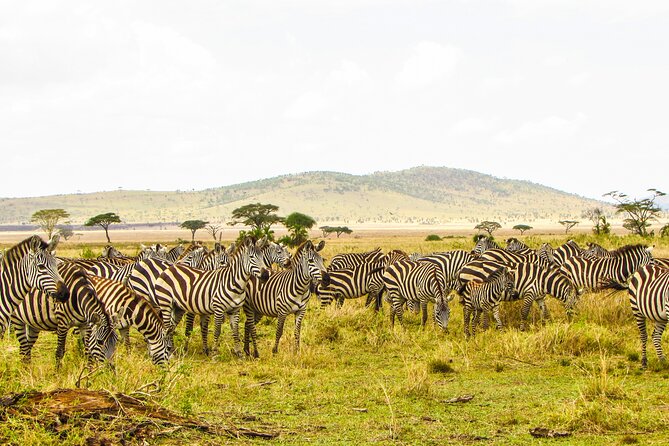 Affordable 4 Days Tanzania Private Mid-range Lodge Safari Tour