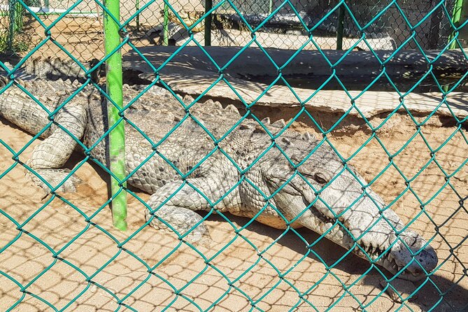 AfroMex Village Beach Horseback Ride -Crocs – Divers & City Tour