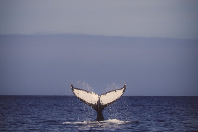 Afternoon Tradewind Sail From Waikoloa - Overview and Details