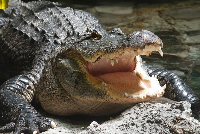 Airboat Rides in Fort Lauderdale Review