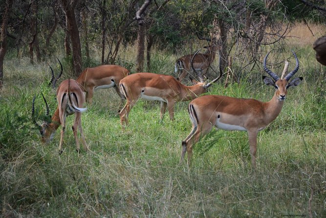 Akagera National Park