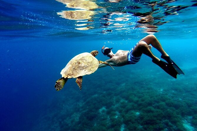 Akumal Paradise Tour Swimming With Turtles & Ancient Tulum Ruins. Lunch Included