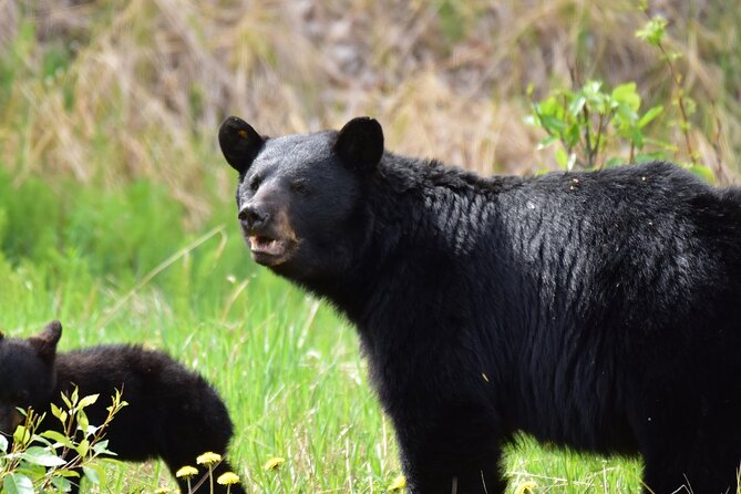 Alaska Wildlife Safari and Sightseeing Tour Review - Overview of Alaska Wildlife Safari and Sightseeing Tour