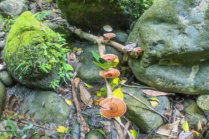 Angelic Stream Trekking (Departure With 4 People)