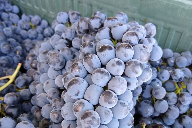 Antequera Classic Winery Tour