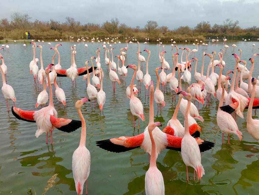 Arles & Camargue Natural Park (including Aigues Mortes) - Tour Overview and Pricing