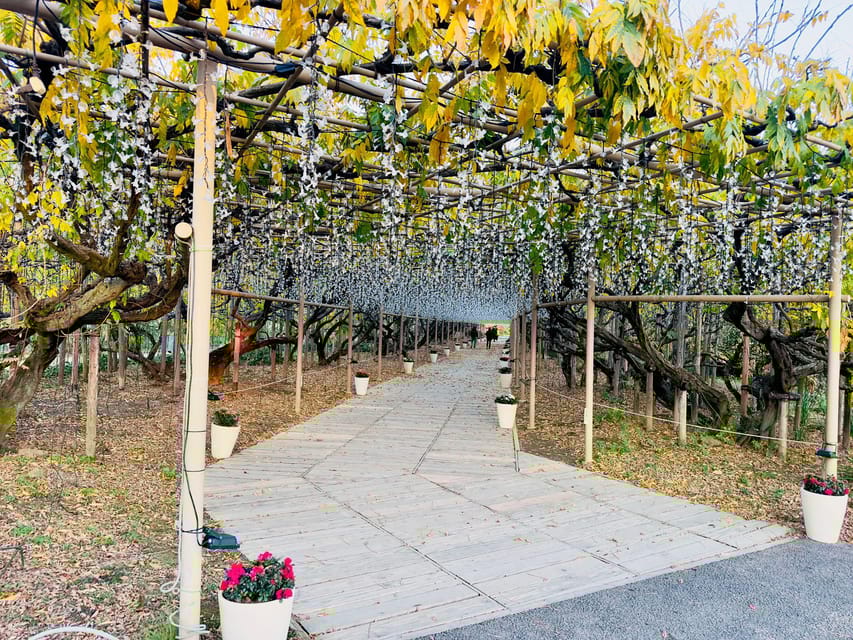 Ashikaga Flowers Park One Day Attractive Tour