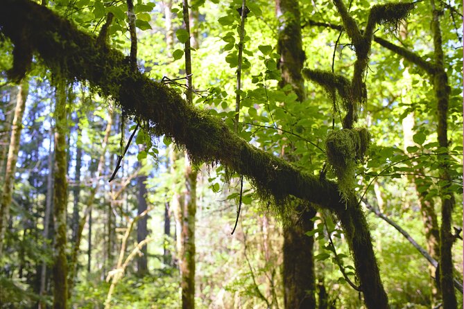 Bainbridge Island Serenity Forest Hike & Cultural Landmarks Tour
