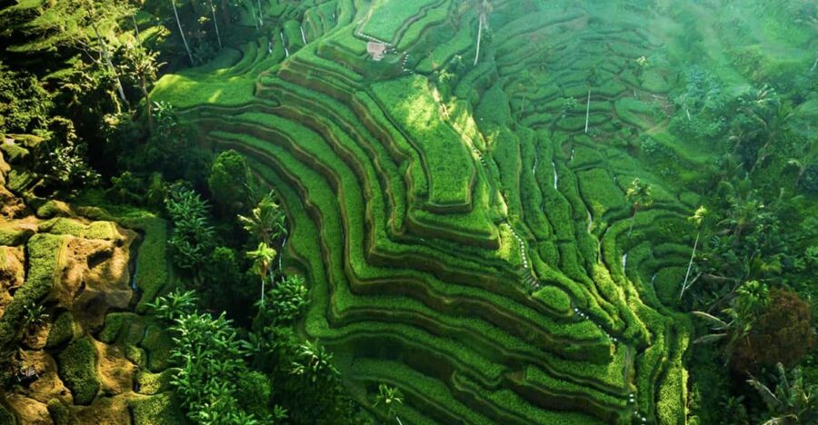 Bali :Monkey Forest, Tegalalang, Temple & Secluded Waterfall
