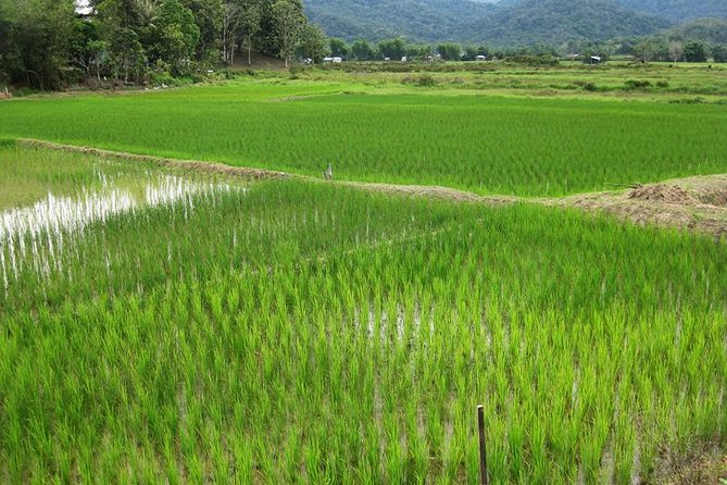 Bario Highlands Tour Review: A Memorable Adventure
