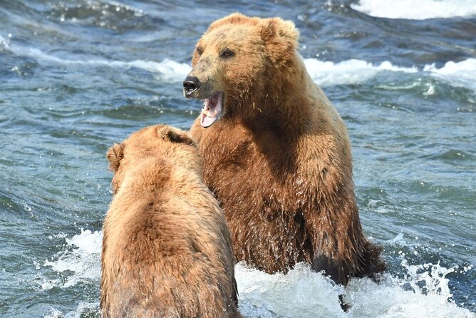 Bear Viewing at Brooks Falls in Katmai National Park