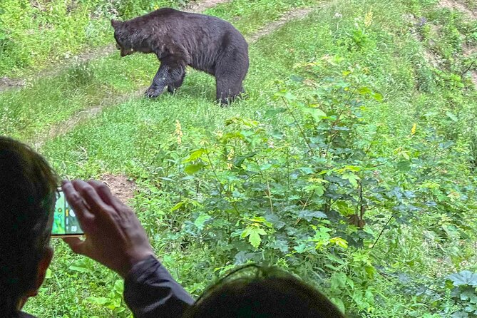 Bear Watching In Brasov: Observe Wild Bears From A Hideout