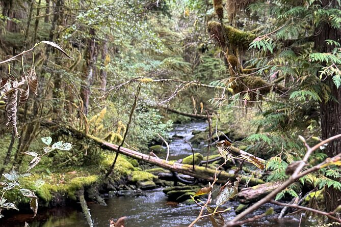 Beautiful Hike on Tongass National Forests Lunch Creek Trail