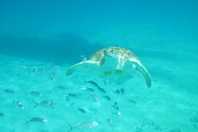 Bird Watching and Waterfall Adventure on the Caribbean Coast