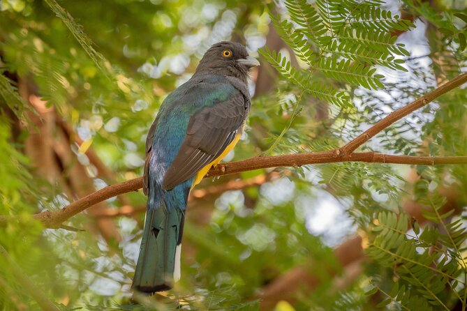 Bird Watching Mazatlán – Birding Tour