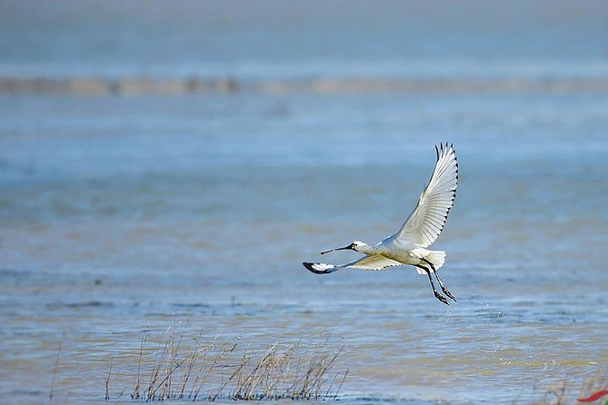 Bird Watching Tour at Nanji Hill Review
