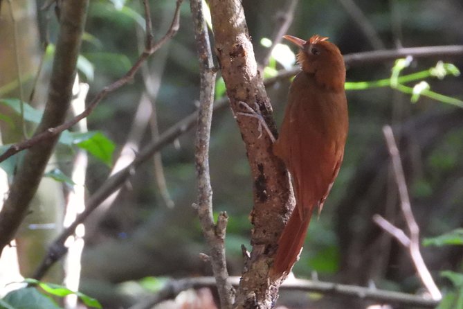 Birds of the Mayan World 3