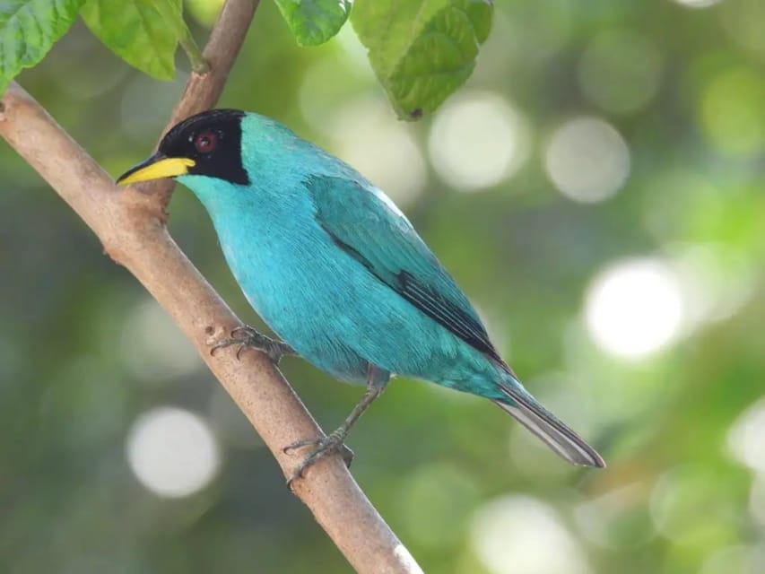 Birdwatching in Guatapé With Around 400 Bird Species