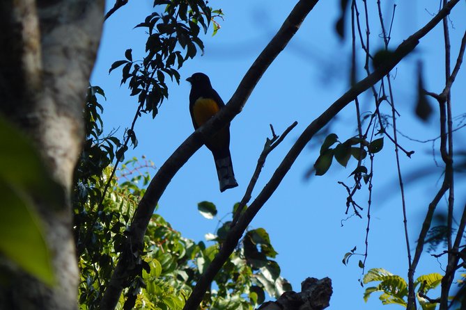 Birdwatching Yucatan 3 Days Trip Focus on Endemic Birds